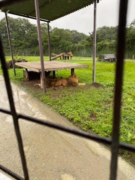 那須サファリパークに投稿された画像（2022/9/18）