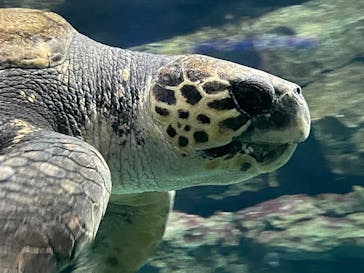 名古屋港水族館に投稿された画像（2022/9/18）