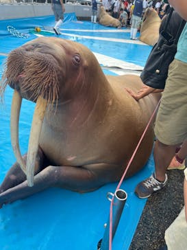 大分マリーンパレス水族館 「うみたまご」に投稿された画像（2022/9/19）