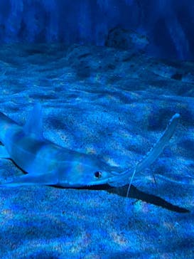 名古屋港水族館に投稿された画像（2022/9/19）