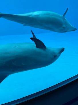 名古屋港水族館に投稿された画像（2022/9/19）