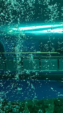 滋賀県立琵琶湖博物館に投稿された画像（2022/9/19）