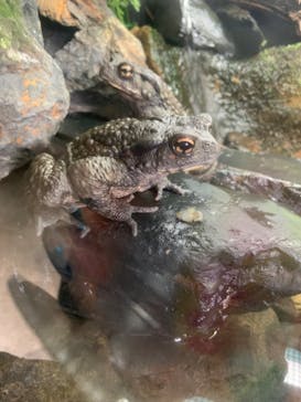 滋賀県立琵琶湖博物館に投稿された画像（2022/9/19）