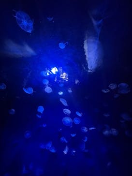 サンシャイン水族館に投稿された画像（2022/9/19）