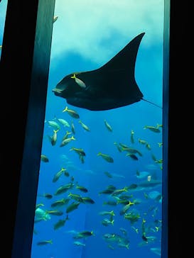 沖縄美ら海水族館に投稿された画像（2022/9/19）