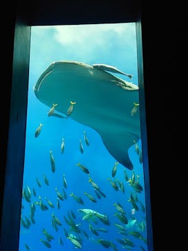 沖縄美ら海水族館に投稿された画像（2022/9/19）