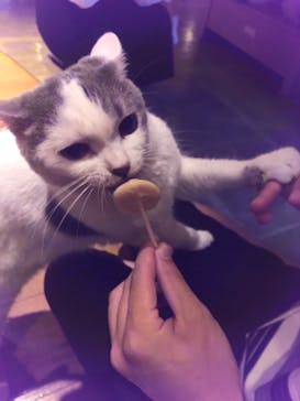 猫カフェモカ　新宿店に投稿された画像（2022/9/19）