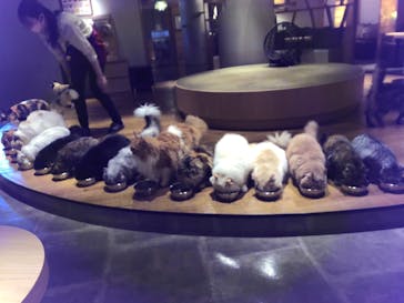 猫カフェモカ　新宿店に投稿された画像（2022/9/19）