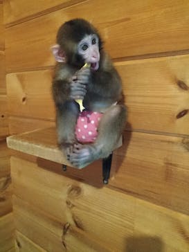 おさるランド＆アニタウン　日光さる軍団劇場に投稿された画像（2022/9/19）