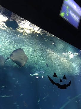 アクアワールド茨城県大洗水族館に投稿された画像（2022/9/19）
