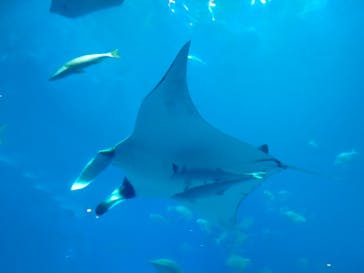 沖縄美ら海水族館に投稿された画像（2022/9/19）