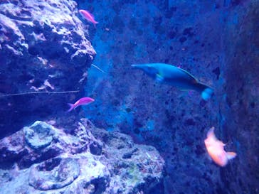 沖縄美ら海水族館に投稿された画像（2022/9/19）