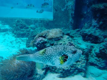 沖縄美ら海水族館に投稿された画像（2022/9/19）