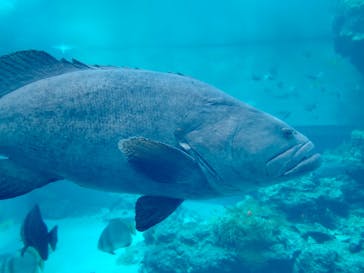 沖縄美ら海水族館に投稿された画像（2022/9/19）