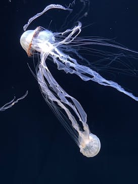 サンシャイン水族館に投稿された画像（2022/9/20）