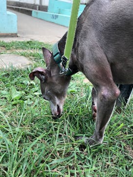 つくばわんわんランドに投稿された画像（2022/9/20）