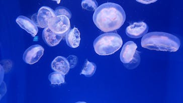 新江ノ島水族館に投稿された画像（2022/9/20）