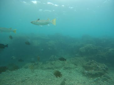 沖縄マリンサービス碧に投稿された画像（2022/9/20）