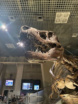 国立科学博物館に投稿された画像（2022/9/20）