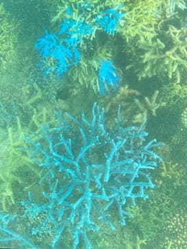 川平マリンサービスに投稿された画像（2022/9/20）