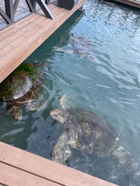 串本海中公園水族館に投稿された画像（2022/9/20）