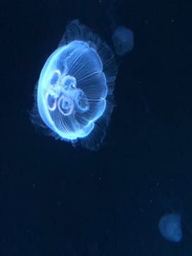 サンシャイン水族館に投稿された画像（2022/9/20）