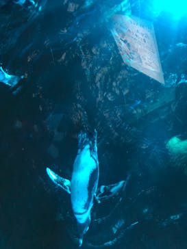 サンシャイン水族館に投稿された画像（2022/9/20）