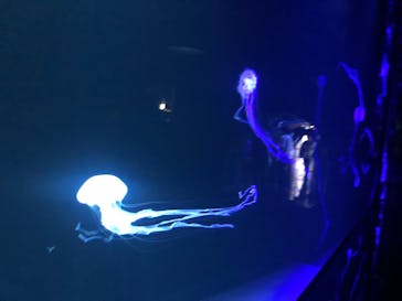 サンシャイン水族館に投稿された画像（2022/9/20）