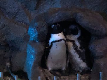 サンシャイン水族館に投稿された画像（2022/9/20）