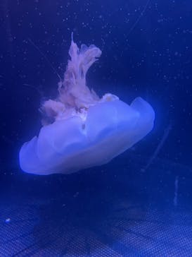 マリンワールド海の中道に投稿された画像（2022/9/21）