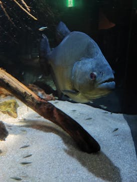 カワスイ 川崎⽔族館に投稿された画像（2022/9/21）