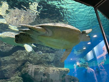 名古屋港水族館に投稿された画像（2022/9/21）