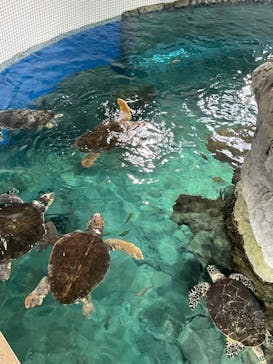 名古屋港水族館に投稿された画像（2022/9/21）