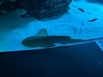 サンシャイン水族館に投稿された画像（2022/9/21）