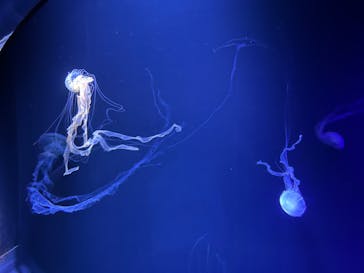 サンシャイン水族館に投稿された画像（2022/9/21）