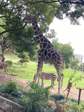 天王寺動物園に投稿された画像（2022/9/21）