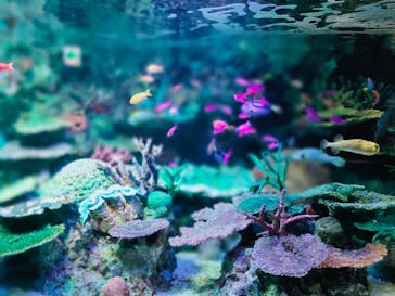 サンシャイン水族館に投稿された画像（2022/9/21）