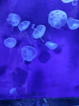 サンシャイン水族館に投稿された画像（2022/9/21）