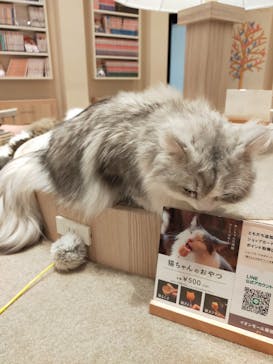 猫カフェモカ　イオンモール幕張新都心店に投稿された画像（2022/9/21）