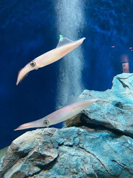 マリンワールド海の中道に投稿された画像（2022/9/22）