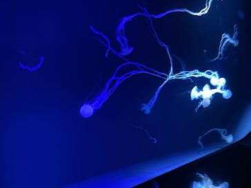 サンシャイン水族館に投稿された画像（2022/9/22）