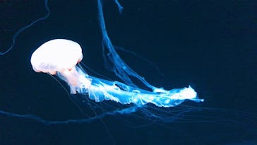 サンシャイン水族館に投稿された画像（2022/9/22）