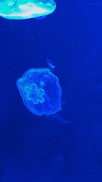 サンシャイン水族館に投稿された画像（2022/9/22）
