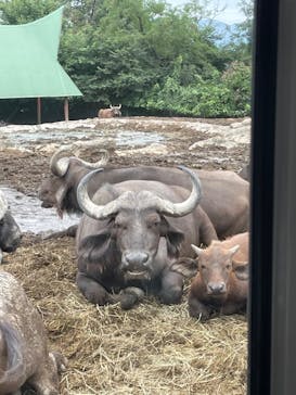 群馬サファリパークに投稿された画像（2022/9/22）