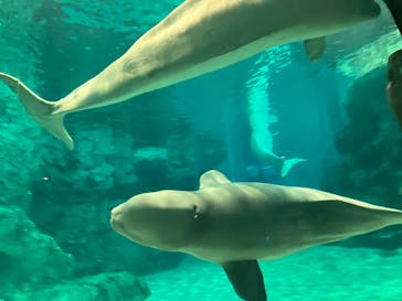 名古屋港水族館に投稿された画像（2022/9/22）