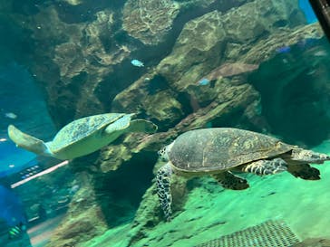 名古屋港水族館に投稿された画像（2022/9/22）