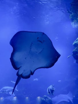 京都鉄道博物館×京都水族館に投稿された画像（2022/9/22）