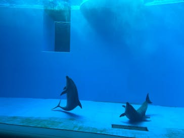 上越市立水族博物館 うみがたりに投稿された画像（2022/9/22）