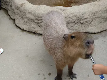 神戸どうぶつ王国に投稿された画像（2022/9/22）