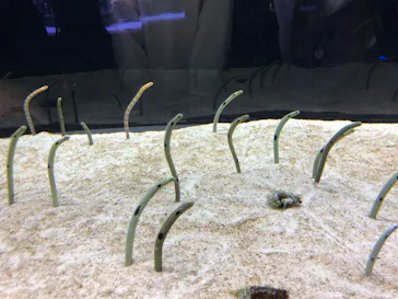 すみだ水族館に投稿された画像（2022/9/22）